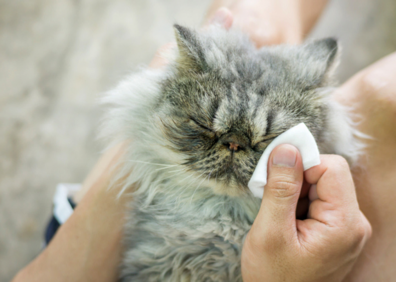 Why are my cat’s eyes so watery all the sudden?