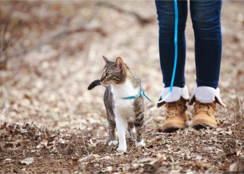 Can I walk a cat on a leash?