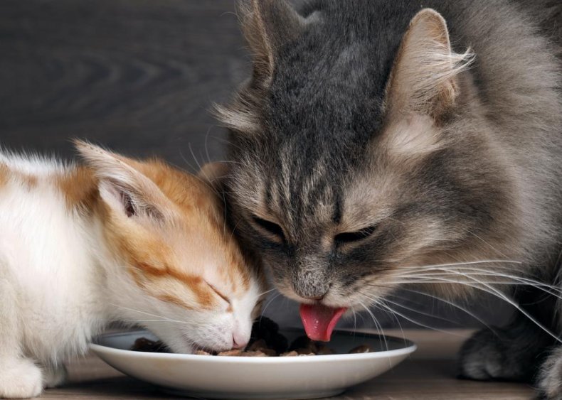 How long do cats live?