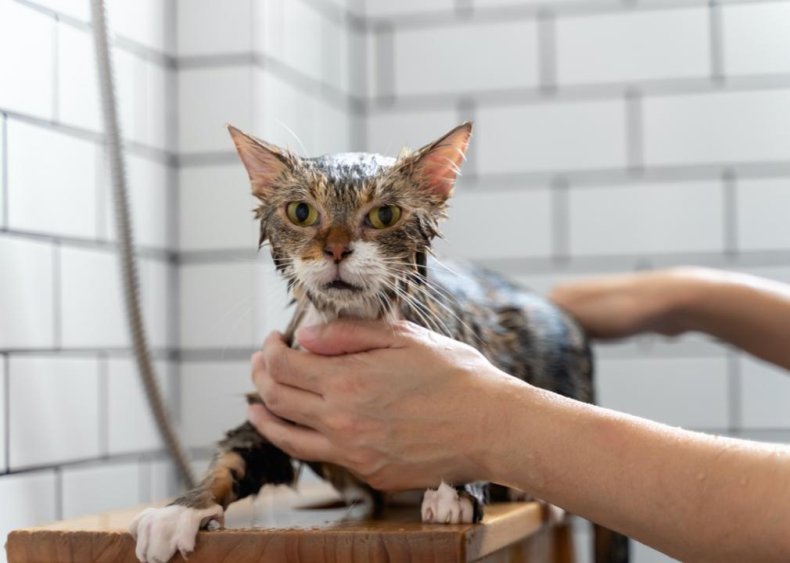 Should I bathe my cat?