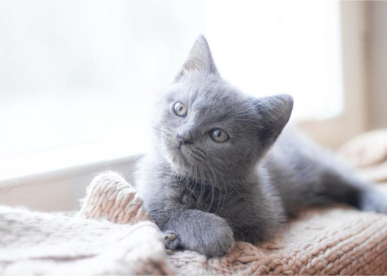 What vaccinations do kittens need?