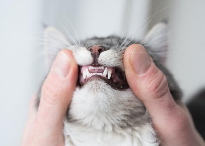 Do kittens’ teeth fall out?