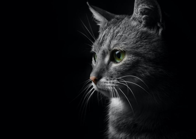 Why does my cat scream at night?
