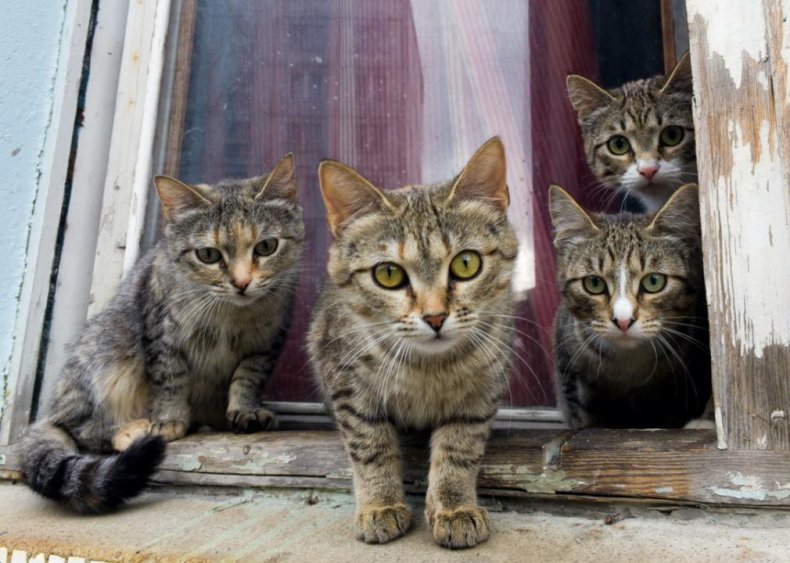 What do you call a group of cats?