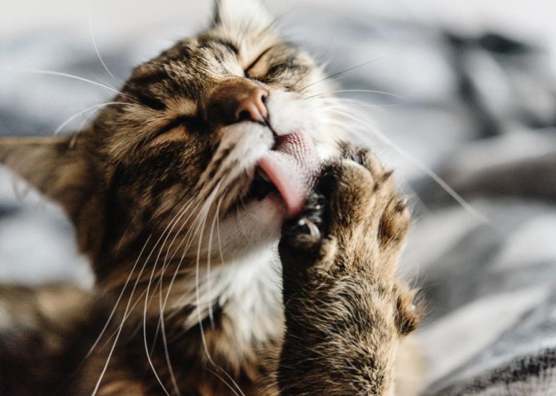 Why do cats have scratchy tongues?