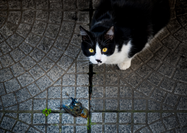 Why do cats leave dead animals on the doorstep?