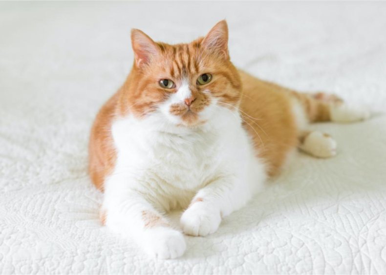 How can I help my chubby cat slim down?