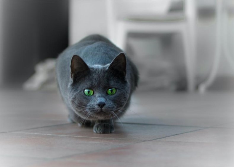 Just how efficient are cats as hunters?