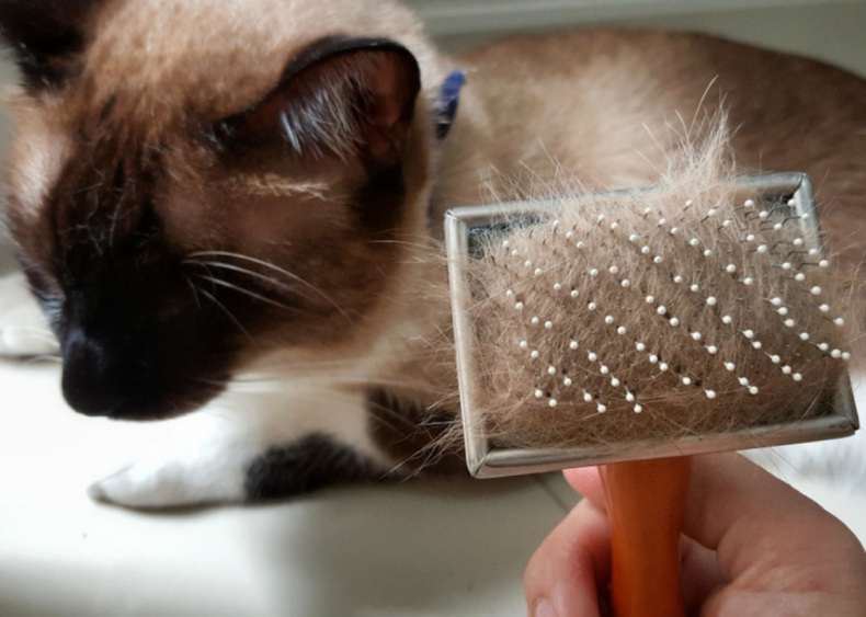 What am I going to do about all this cat hair?