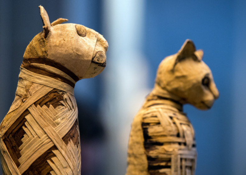 When were cats domesticated?