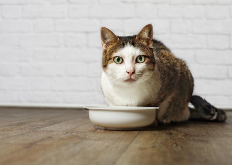Can cats be vegetarians?