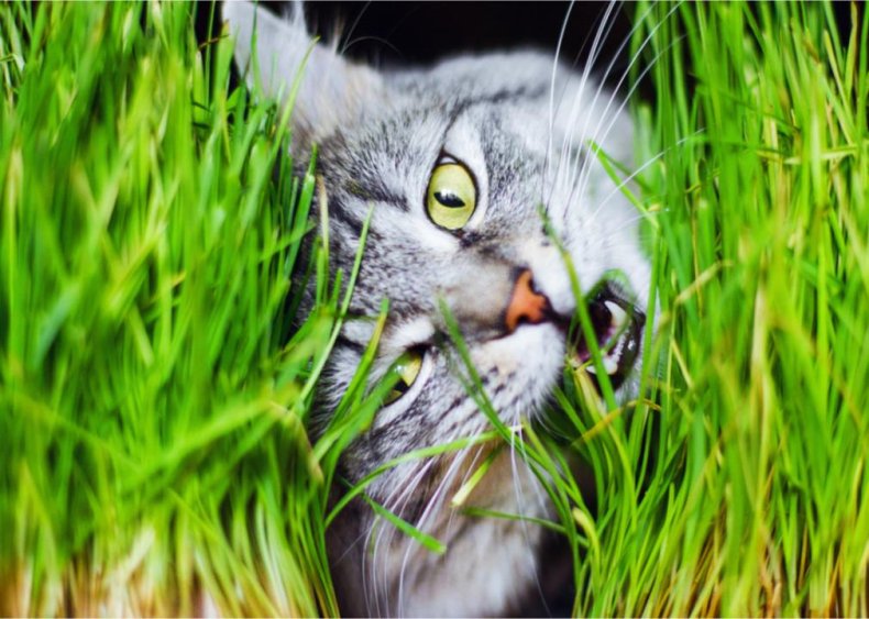 Why does my cat eat grass?