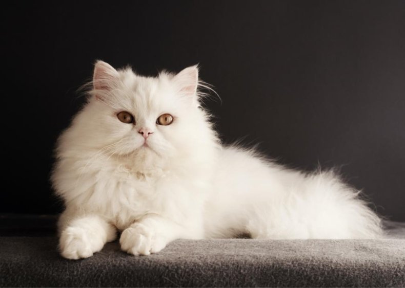What’s the most popular breed of cat?