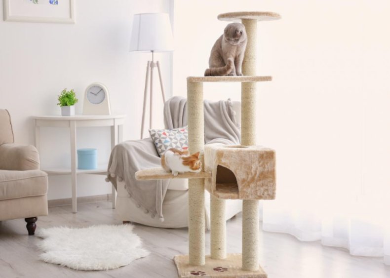 So, how many people own cats, anyway?