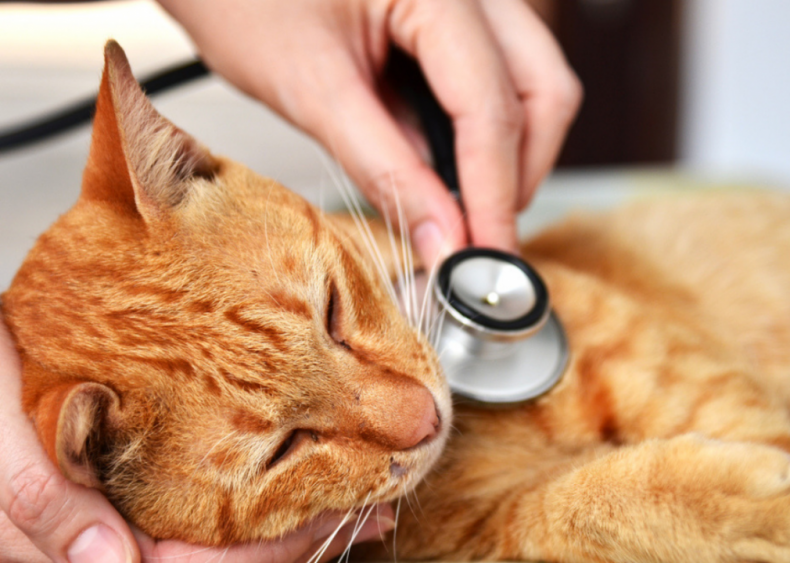 Should I worry about feline leukemia?