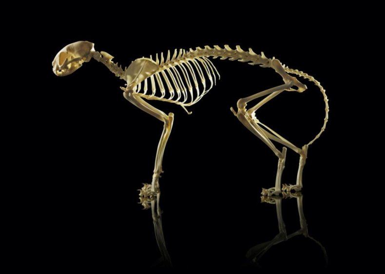 How many bones are in a cat’s body?