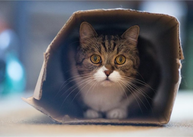 What’s my cat’s obsession with boxes all about?