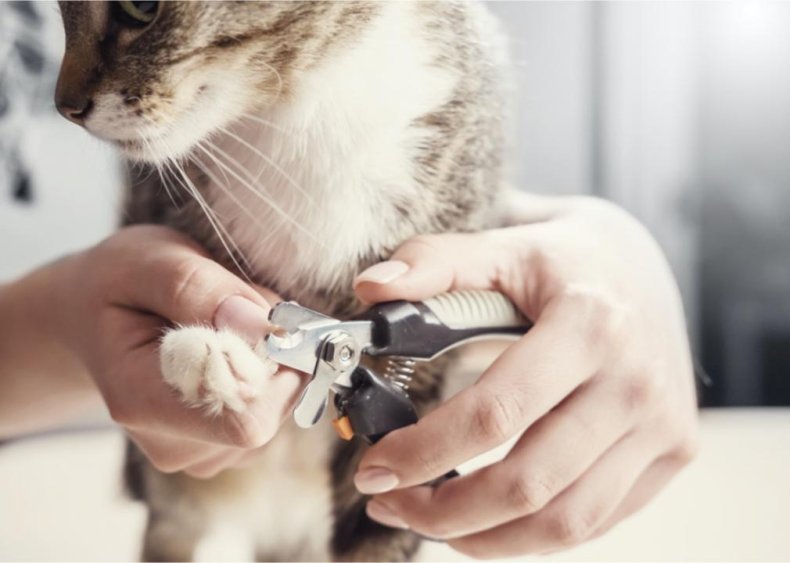 Do I need to cut my cat’s nails?