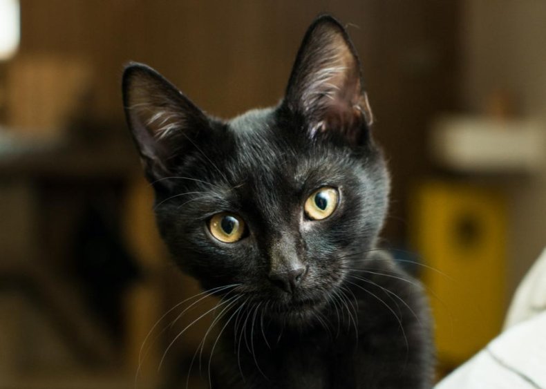 Why are black cats associated with bad luck?