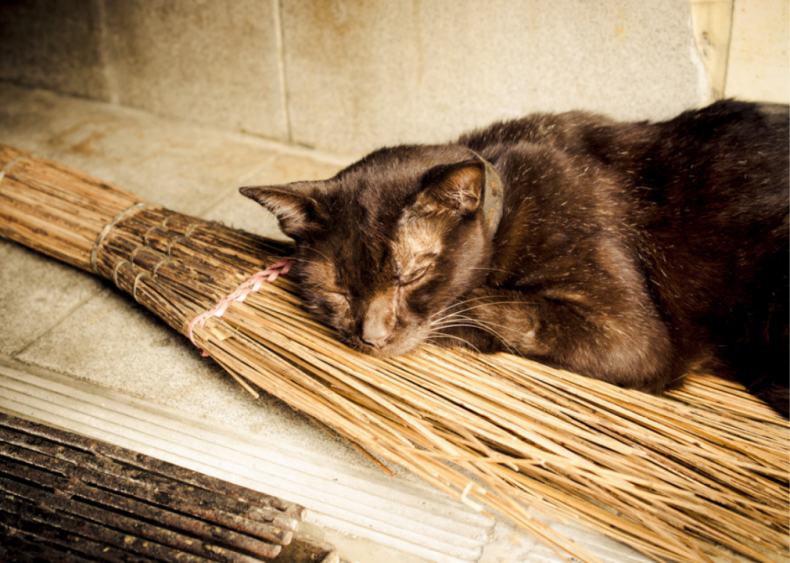 Did people really once associate cats with witchcraft?
