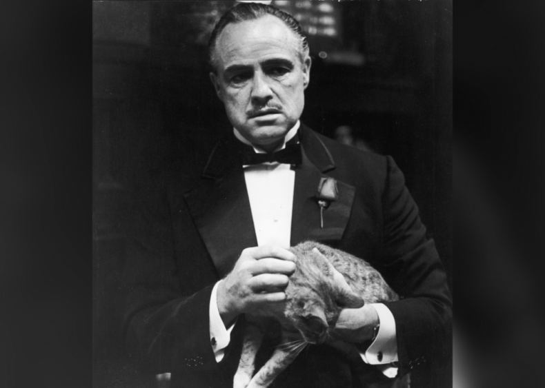 What’s up with the cat in the opening scene of ‘The Godfather’?