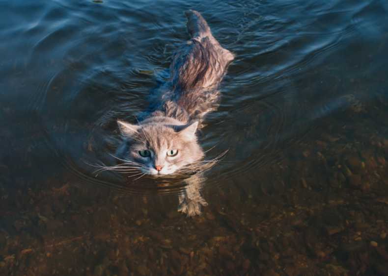 Isn’t there a breed of cat that loves water?