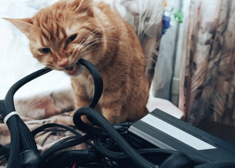 My cat won’t stop eating my wires. What should I do?