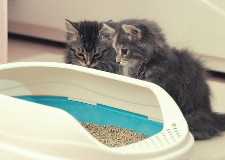 Is it hard to house-train kittens?
