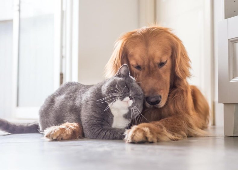 Can cats transmit diseases to my other loved ones?