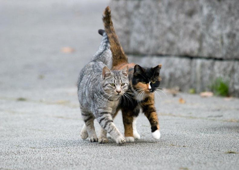Do cats have gender titles?