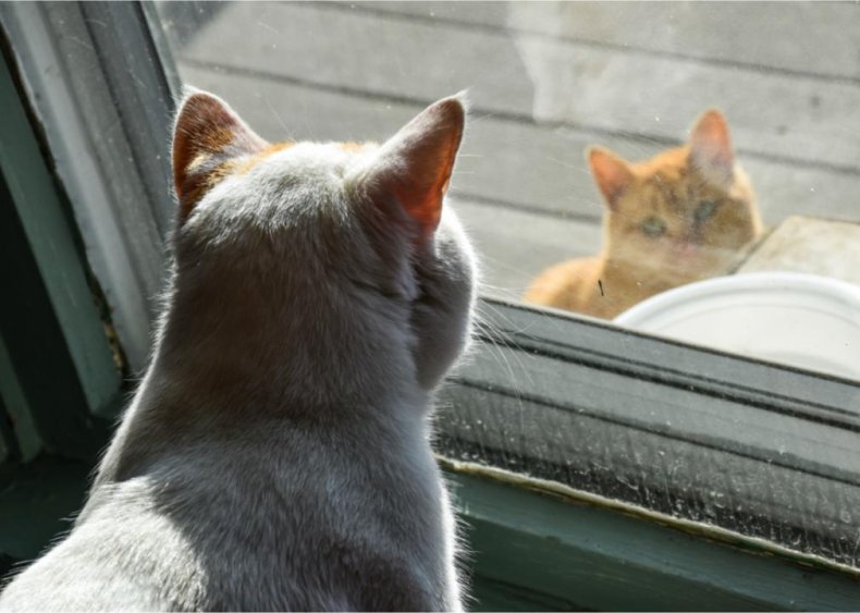 Can I take in a stray?