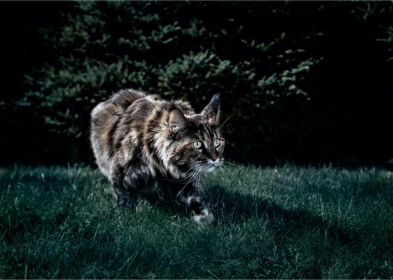 Can cats really see in the dark?