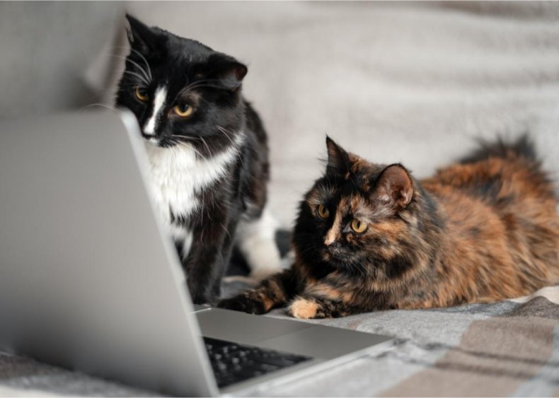 Was the internet actually invented to showcase cats?