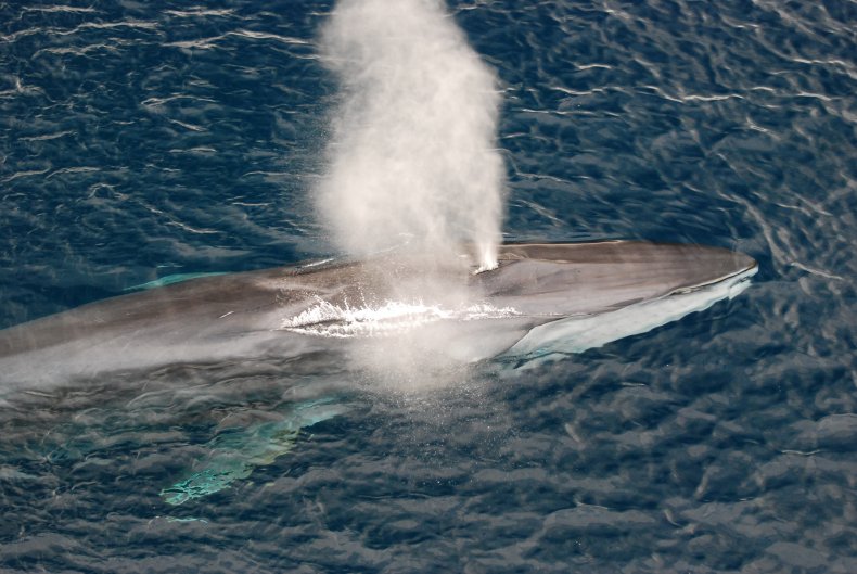 fin whale california, getty