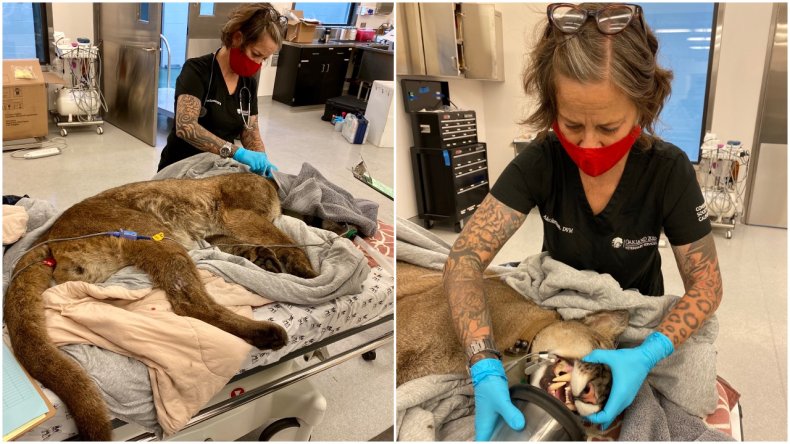 Missing SF Mountain Lion Found on tree