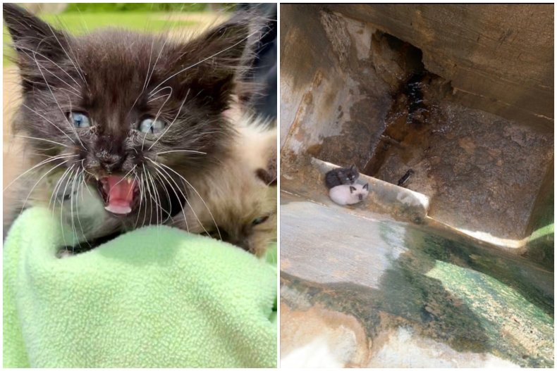 Kittens Found in Storm Drain