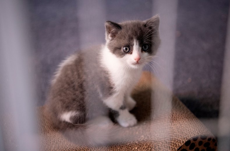 police rescue kitten cat under car wash