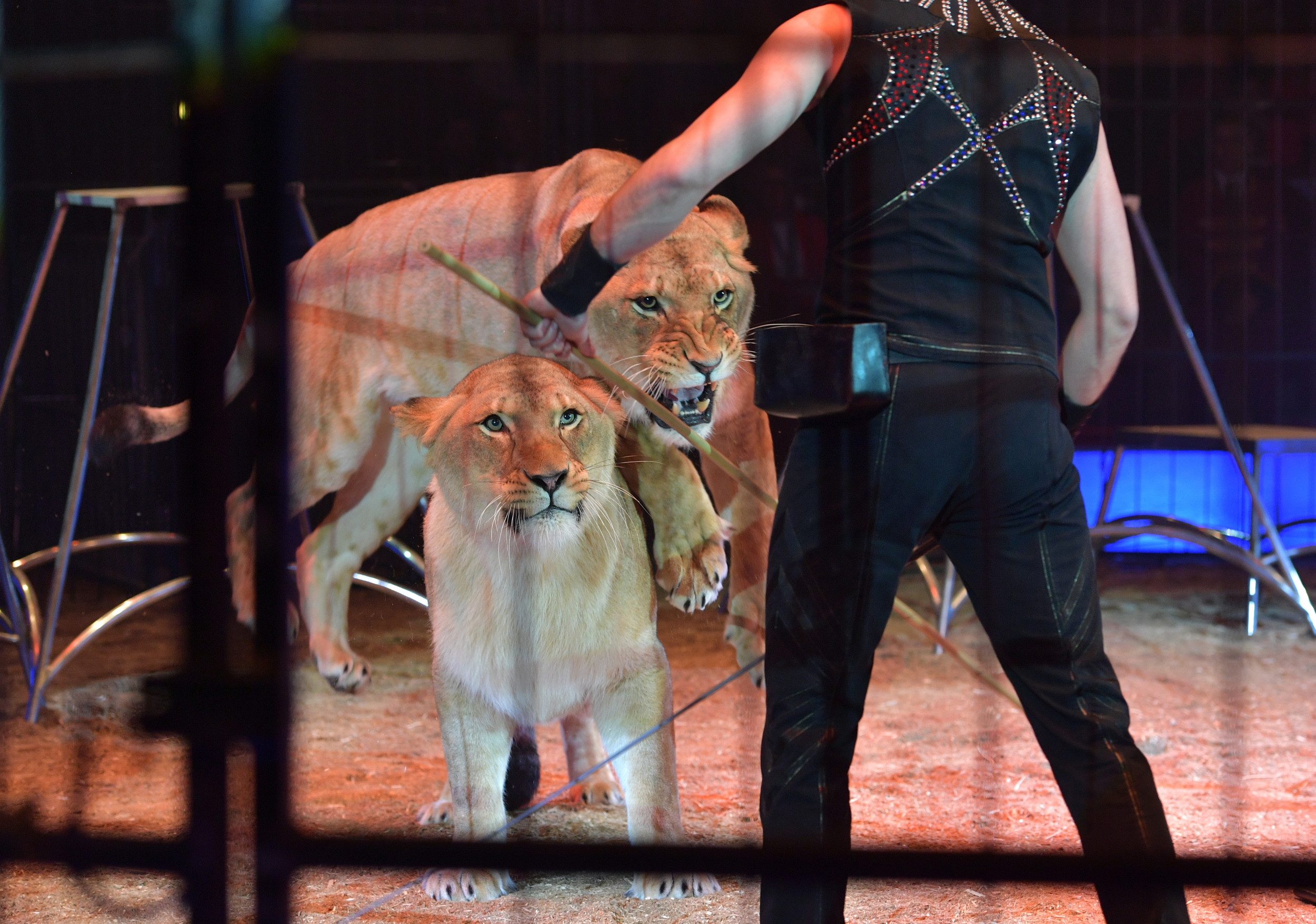 Lion Mauls Circus Handler in Horrific Video