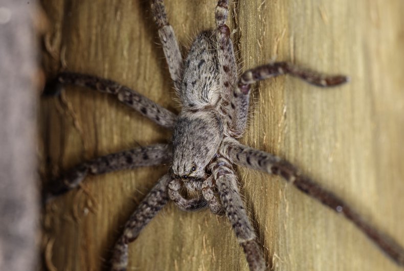 Huntsman spider from the genus Isopedella