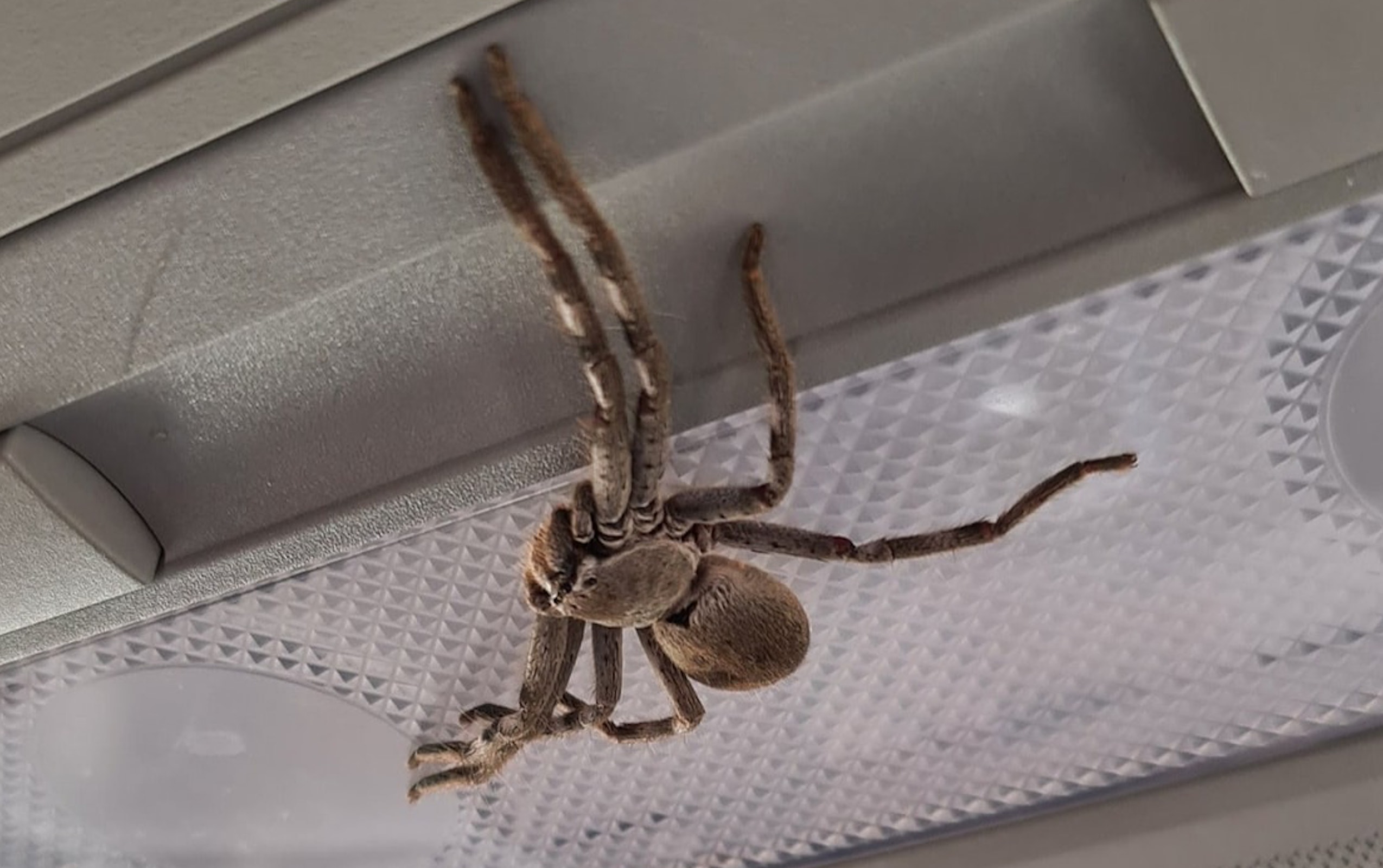 What It's Like Fixing Cars Infested With The World's Biggest Spiders - The  Autopian