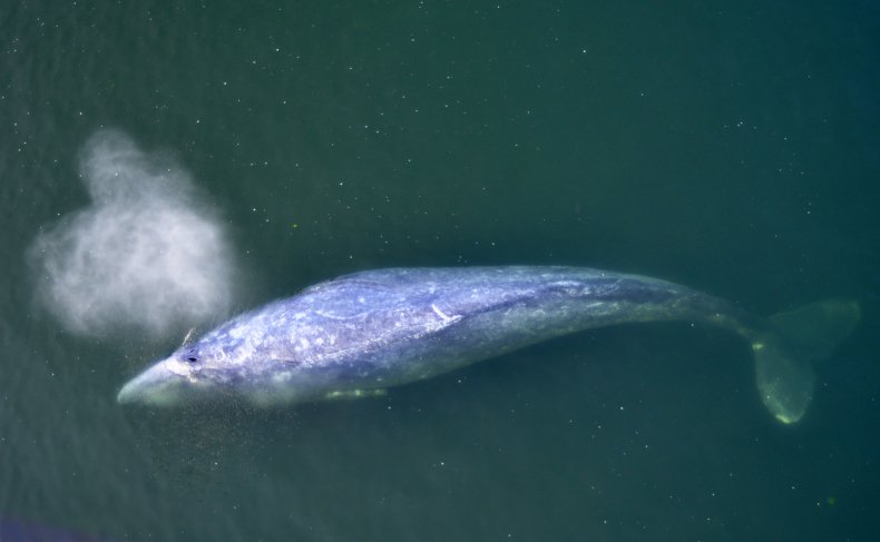 Gray whale