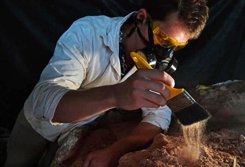A paleontologist brushes the dust off fossil.