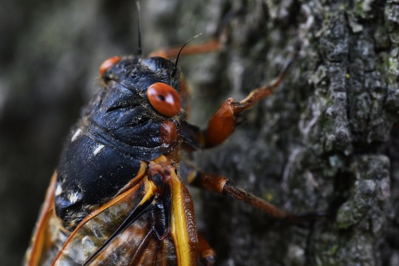 A periodical cicada