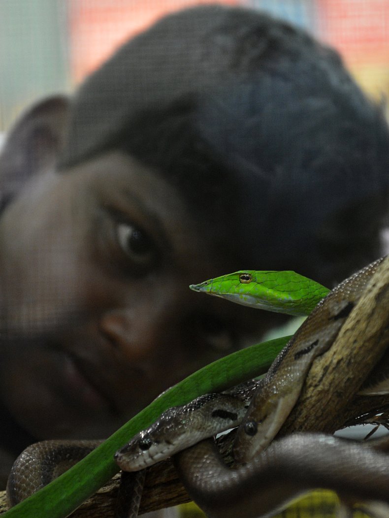 Sri Lankan boy stares at vine snake.