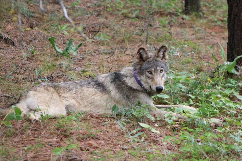 cute gray wolf