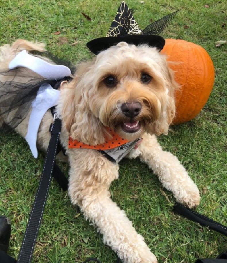 Lola the cavoodle at Oscar's Halloween party