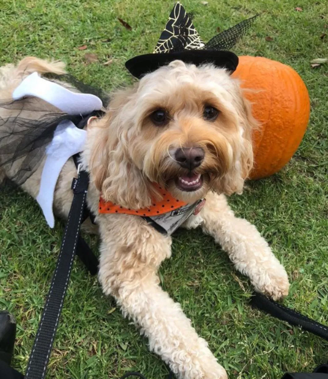 Custody Battle Over Instagram Famous Dog Oscar Leads To Alleged Attempted Kidnapping