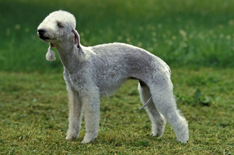 Bedlington Terrier