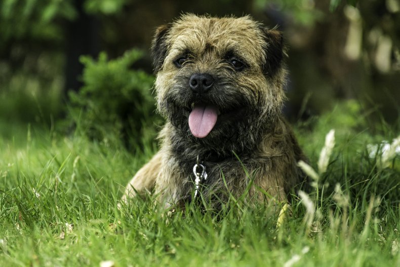 Border Terrier