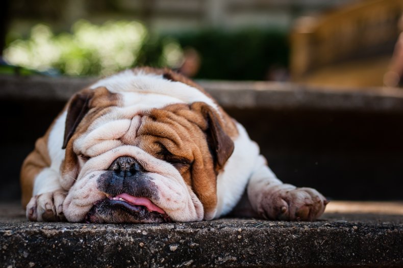 Bulldog